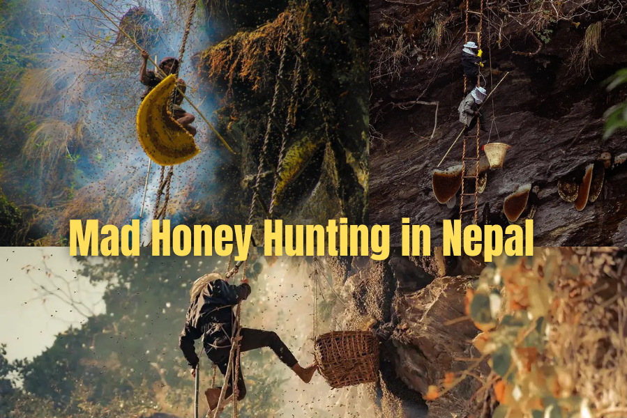 Mad Honey Hunting in Nepal