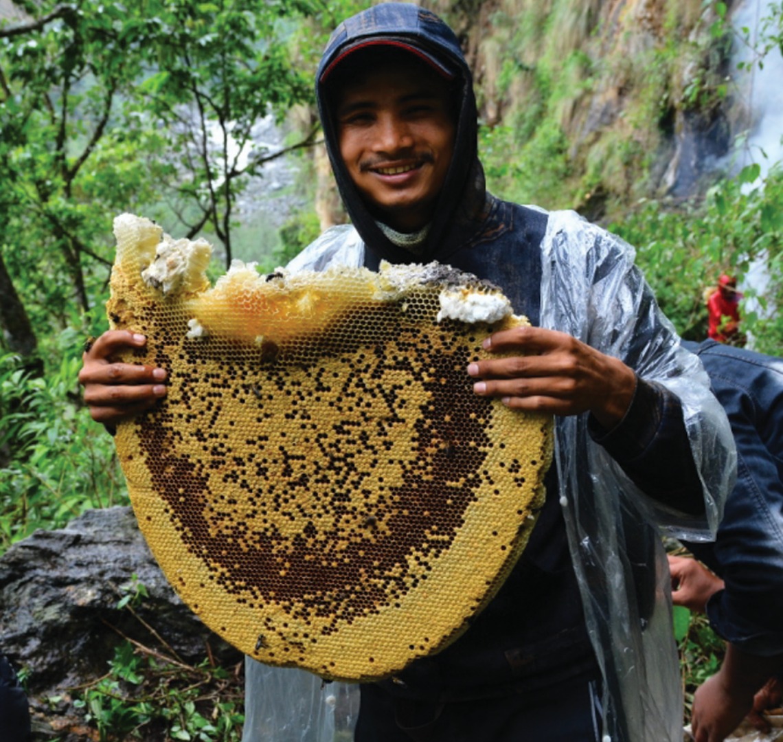 A man holding mad honey comb after fresh harvest.